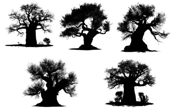 Silhouette Nera Alberi Baobab Sfondo Bianco — Foto Stock