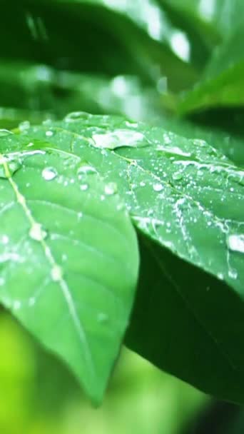 Slow Motion Rain Drops Green Leaves Climate Change Concept — Stock Video