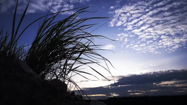 在风中飘扬的草地的慢动作轮廓 — 图库视频影像