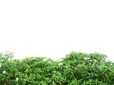 Yeşil yapraklar beyaz üzerine izole edilmiş