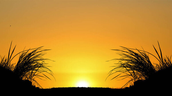 Nature background with free space for content, grass silhouette in the evening.