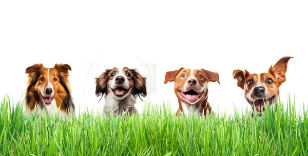 Glückliche Hunde Auf Der Wiese Vor Weißem Hintergrund Stockfoto