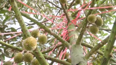 Tarım alanındaki durian ağacı meyve üretiyor. Küçük Durian meyvesi. Durian meyve bahçelerindeki tarım ürünleri kavramı