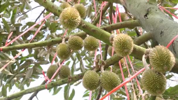 Tarım Alanındaki Durian Ağacı Meyve Üretiyor Küçük Durian Meyvesi Durian — Stok video