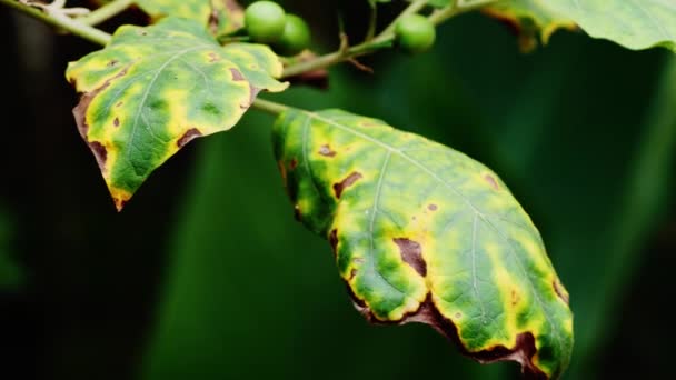 Plaag Plant Beschadigt Bladeren Begrippen Plantenziekte Chemisch Gebruik — Stockvideo