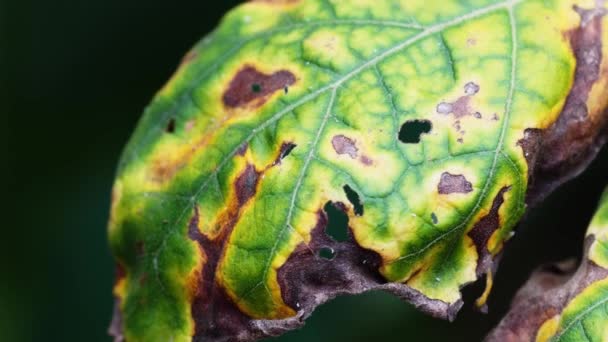 Plaag Plant Beschadigt Bladeren Begrippen Plantenziekte Chemisch Gebruik — Stockvideo