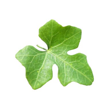 leaf of tropical forest on white background with clipping path