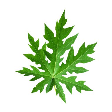  Tayland 'da beyaz arka planda kırpma yolu olan tropikal orman yaprağı