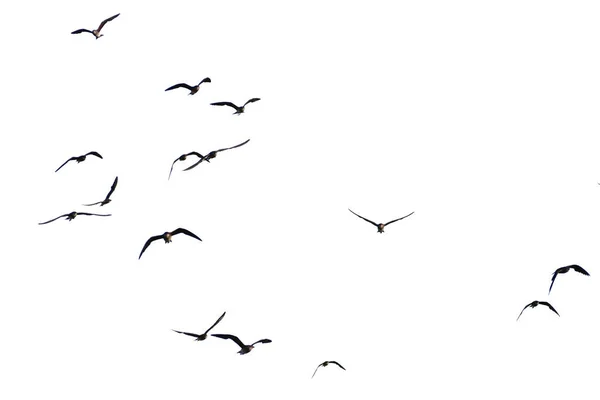 在白色背景下飞行的一群鸟儿的照片 有剪路 — 图库照片