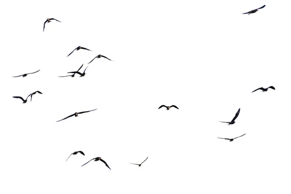 Φωτογραφία Ενός Σμήνους Πουλιών Πτήσει Λευκό Φόντο Διαδρομή Απόληξης — Φωτογραφία Αρχείου