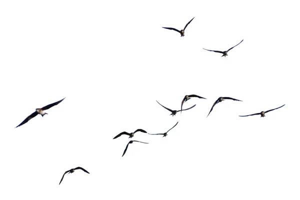Photo Flock Birds Flight White Background Clipping Path — Stock Photo, Image