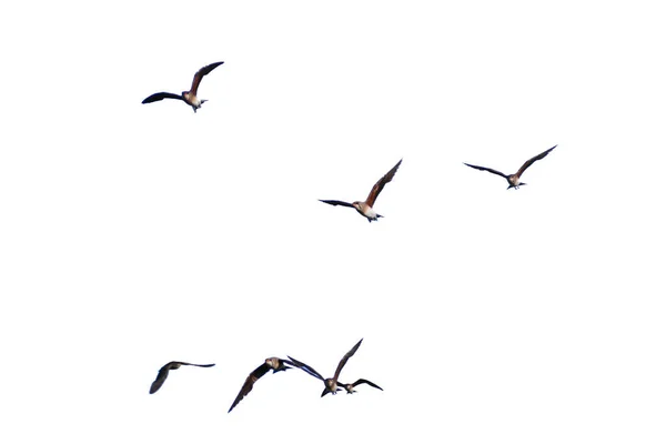 Ein Foto Eines Vogelschwarms Flug Auf Weißem Hintergrund Mit Schnittpfad — Stockfoto