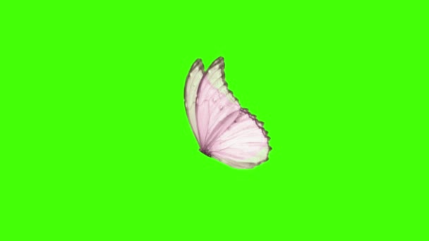 Schöner Schmetterling Fliegt Auf Grünem Hintergrund — Stockvideo