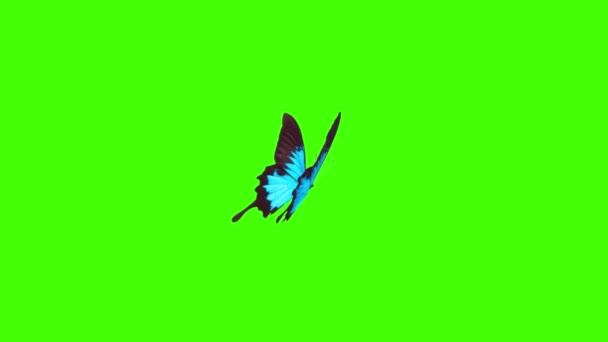 Gyönyörű Pillangó Repül Zöld Képernyőn Háttér — Stock videók