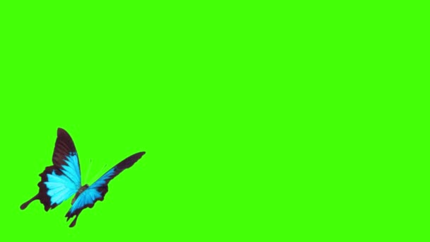 Beautiful Butterfly Flying Green Screen Background — Stock Video