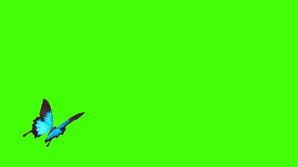Hermosa Mariposa Volando Sobre Fondo Pantalla Verde — Vídeos de Stock
