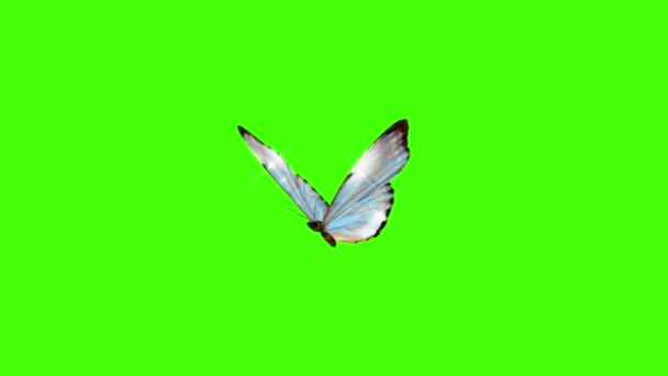 Beau Papillon Volant Sur Fond Écran Vert — Video