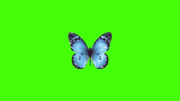Όμορφη Πεταλούδα Που Φέρουν Πράσινο Φόντο Οθόνη — Αρχείο Βίντεο