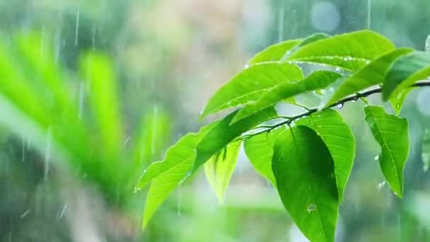 スローモーション4X雨は緑の葉に落ちます 気候変動の概念 — ストック動画
