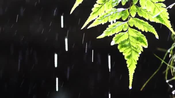 慢动作4X雨滴在绿叶上 气候变化概念 — 图库视频影像