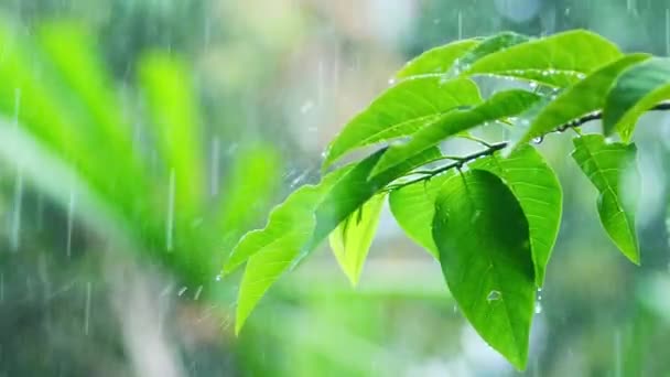 Rallentatore Gocce Pioggia Foglie Verdi Concetto Cambiamento Climatico — Video Stock