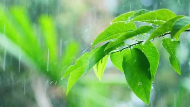 Yavaş çekim 4X yağmur yeşil yapraklara düşer. İklim değişikliği kavramı.