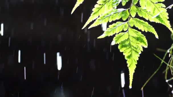 慢动作4X雨滴在绿叶上 气候变化概念 — 图库视频影像