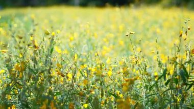 sarı bir çiçek tarlasının arka plan videosu
