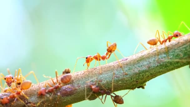 Macro Vídeo Formigas Vermelhas Árvore — Vídeo de Stock