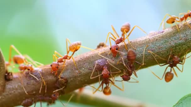 Makro Wideo Czerwonymi Mrówkami Drzewie — Wideo stockowe