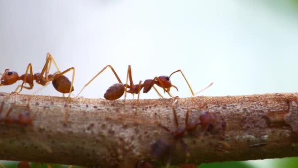 Czerwone Mrówki Drzewie Następnie Przyciąć Świat Zwierząt — Wideo stockowe