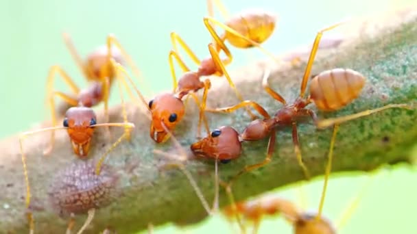 Ağaçta Kırmızı Karıncalar Var Sonra Hayvanlar Alemini Kesiyorlar — Stok video
