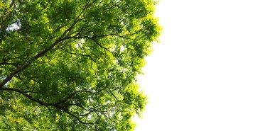 Ağacın dalları. Dallar siluet. kırpma yolu ile beyaz arkaplan üzerinde ağaç dalı