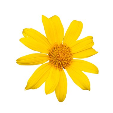 Beyaz arkaplanda sarı çiçekler