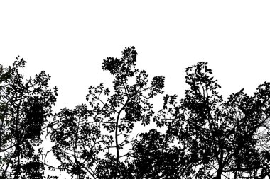 Kesme yolu olan ağaç dallarının silueti