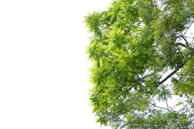 Ağacın dalları. Dallar siluet. kırpma yolu ile beyaz arkaplan üzerinde ağaç dalı