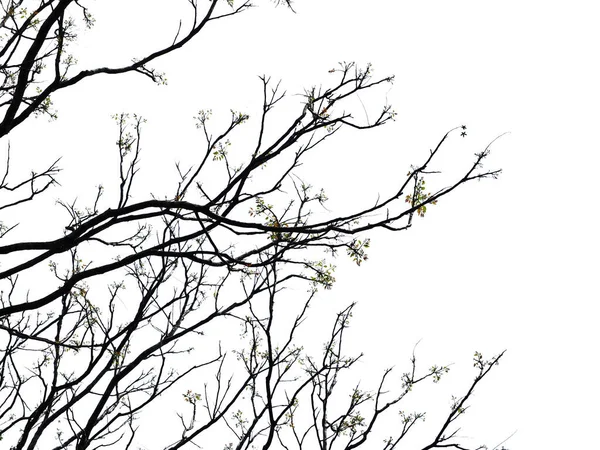 Силуэт Ветвей Дерева Контуром Обрезки — стоковое фото