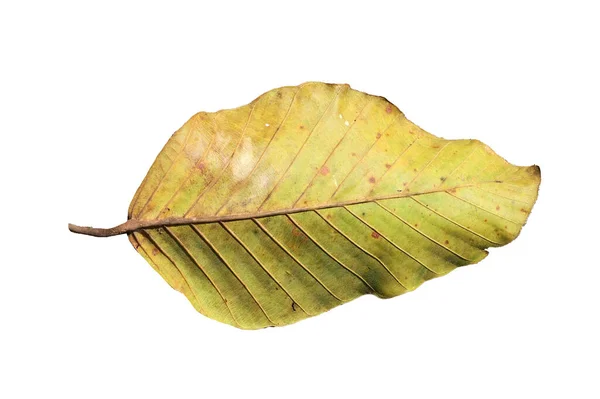 배경에 분리되어 잎새가 — 스톡 사진