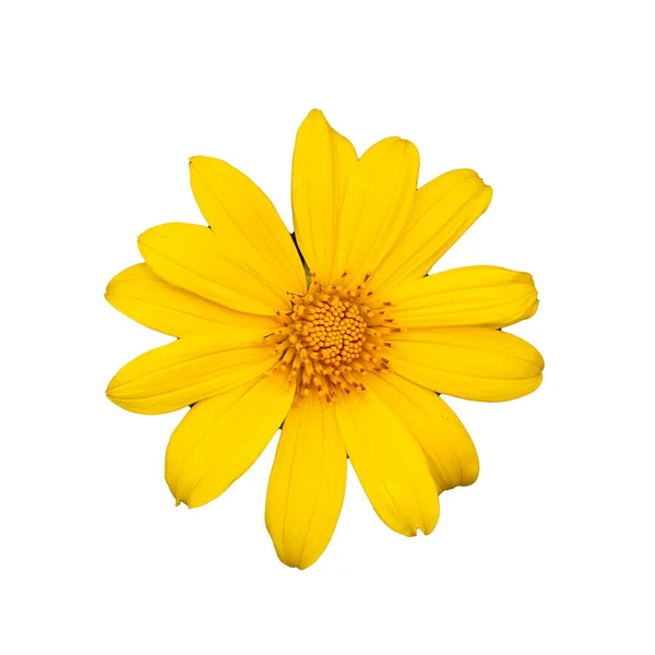 Flores Amarillas Sobre Fondo Blanco — Foto de Stock