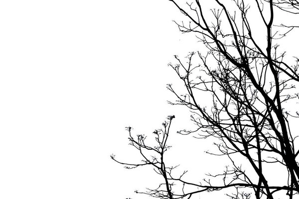 Silhouette of tree branches with clipping path