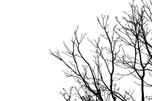 Silhouette Rami Albero Con Percorso Ritaglio — Foto Stock