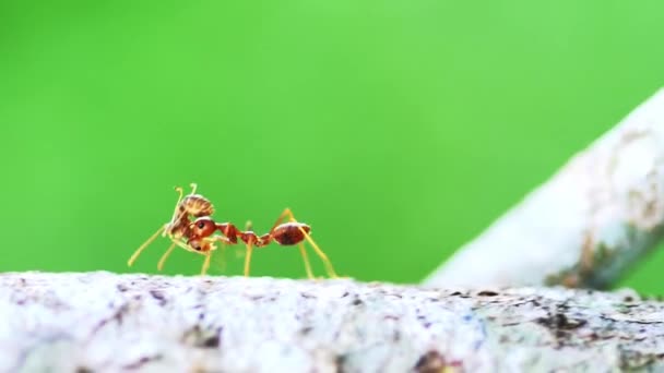Hormigas Rojas Árbol Luego Recortar Mundo Animal — Vídeos de Stock