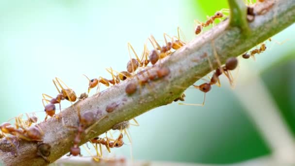Hormigas Rojas Árbol Luego Recortar Mundo Animal — Vídeo de stock