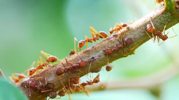 Hormigas Rojas Árbol Luego Recortar Mundo Animal — Vídeos de Stock