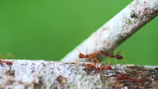 Rote Ameisen Baum Beschneiden Dann Die Tierwelt — Stockvideo