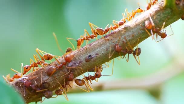 Ağaçta Kırmızı Karıncalar Var Sonra Hayvanlar Alemini Kesiyorlar — Stok video