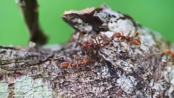 Czerwone Mrówki Drzewie Następnie Przyciąć Świat Zwierząt — Wideo stockowe