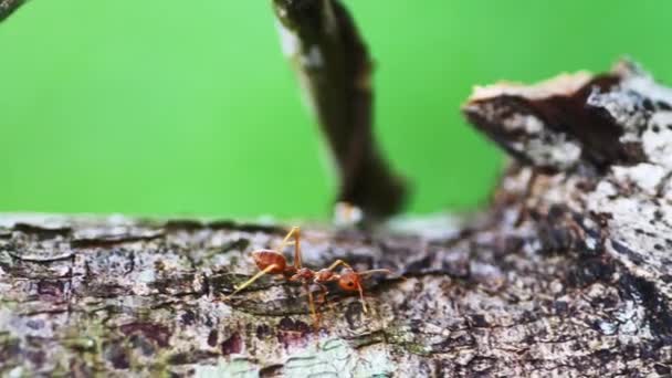 Κόκκινα Μυρμήγκια Στο Δέντρο Και Μετά Κόβουν Τον Κόσμο Των — Αρχείο Βίντεο
