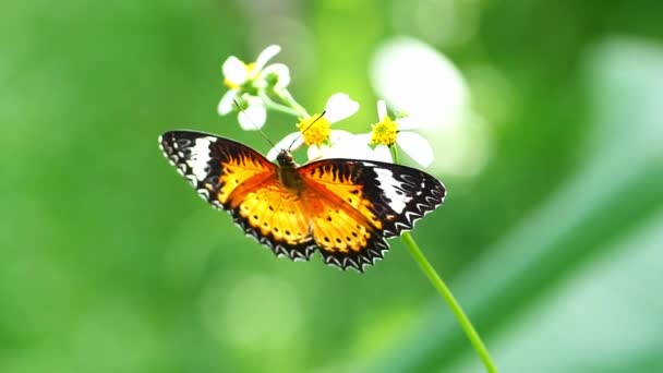 Farfalle Fiori Nella Natura Della Thailandia — Video Stock