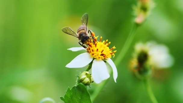 Μέλισσες Πετούν Για Νέκταρ Λευκά Λουλούδια Μέλισσα Έννοια Στη Φύση — Αρχείο Βίντεο